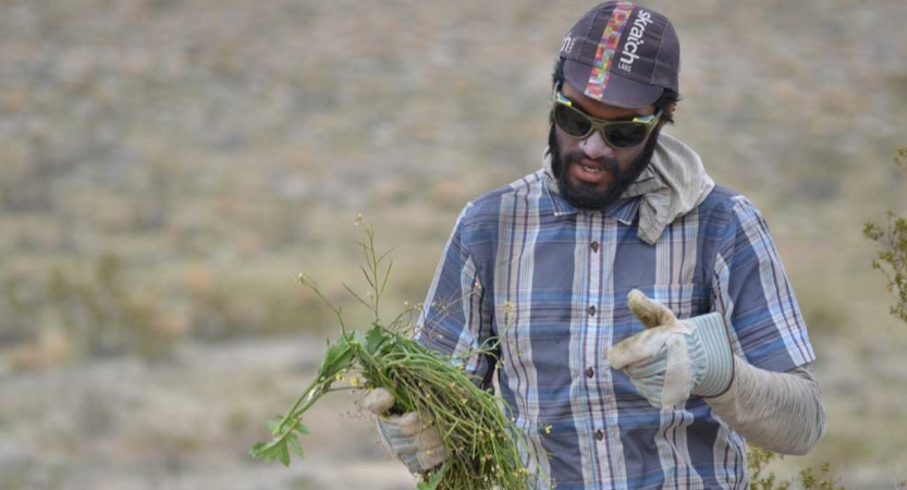 A person wearing gloves holds a green plant in one hand and points to it with the other. 